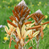 Yellow Asphodel 