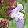 Salvia multicaulis