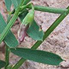 Lathyrus saxatilis