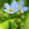 Myosotis laxa