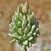 Allium judaeum