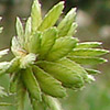 Cyperus  eragrostis