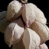 Coluteocarpus  vesicaria