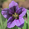 Erodium brachycarpum