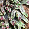 Riccia  frostii