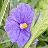 Solanum  laciniatum