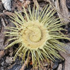 Medicago  disciformis