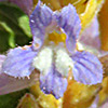 Orobanche  ramosa