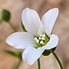 Arenaria libanotica