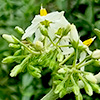 Solanum torvum