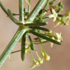 Galium libanoticum