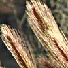 Hordeum glaucum