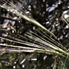 Hordeum spontaneum