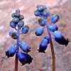 Dark Grape Hyacinth 