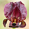 Iris atropurpurea