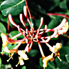 Lonicera etrusca