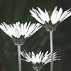 Bellis sylvestris