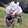 Iris bismarckiana