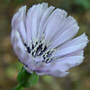 Lactuca tuberosa