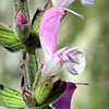 Salvia hierosolymitana