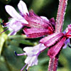 Salvia judaica