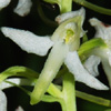 Plantanthera holmboei