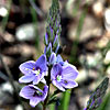 Veronica leiocarpa