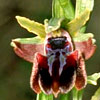 Ophrys transhyrcana