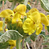 Phlomis platystegia