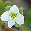 Veronica cymbalaria