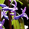 Hyacinthus orientalis