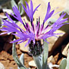 Centaurea triumfettii