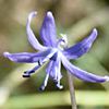 Scilla cilicica