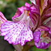 Anacamptis papilionacea