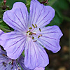 Geranium libani