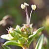 Plantago sarcophylla