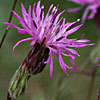 Crupina crupinastrum