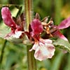 Stachys arabica