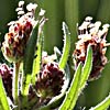 Plantago afra