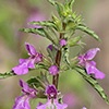 Stachys neurocalycina