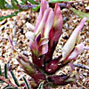 Astragalus berytheus