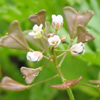 Capsella bursa-pastoris