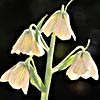 Fritillaria persica