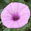 Convolvulus althaeoides