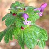 Lamium amplexicaule