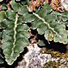 Asplenium ceterach