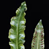 Asplenium scolopendrium