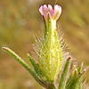 Silene tridentata