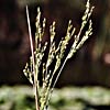 Panicum repens