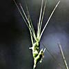 Aegilops biuncialis